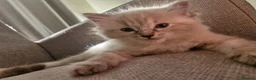 Ragdoll cats for sale: 💙Rare Lynx Point Purebred Ragdoll Kittens💙  - Advert 12