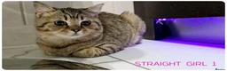 Scottish Fold cats for sale: Scottish fold - Advert 3