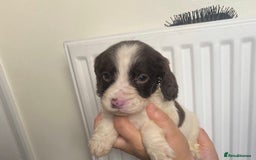 Sprocker dogs for sale: 7 Beautiful sprocker puppies  - Image 10