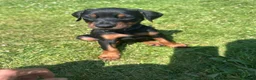 Dobermann dogs for sale: Champion Bloodline Doberman Puppies - Advert 6