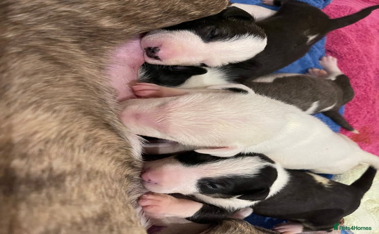Bull Terrier dogs KC reg, exc pedigree show quality white bitch pup - Advert 1