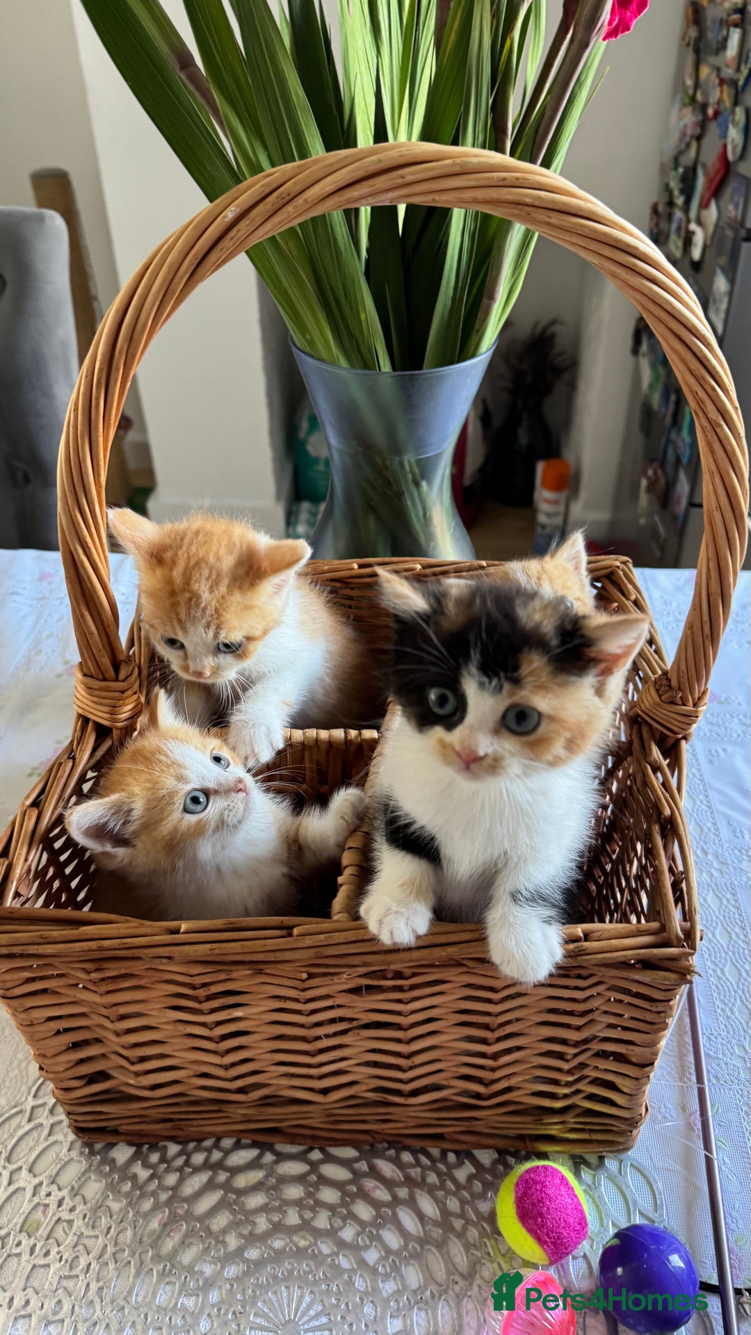 Persian cats for sale: Half Persian 3 Boys and 1 Girl  - Image 9