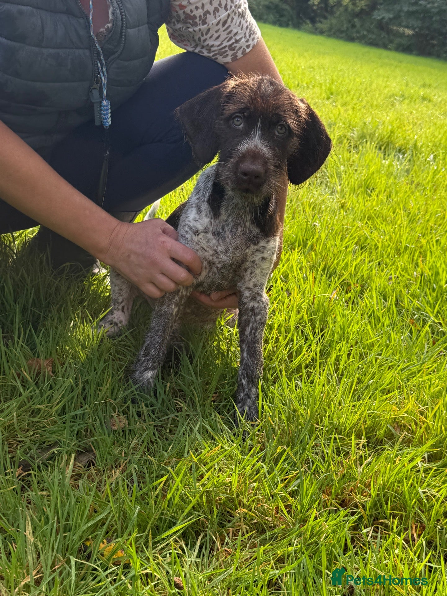 Mixed Breed dogs ONE GIRL LEFT GWP X WEIMSKY READY TO GO - Advert 2