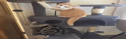 Mixed Breed cats for sale: 2 adorable kittens - Advert 6