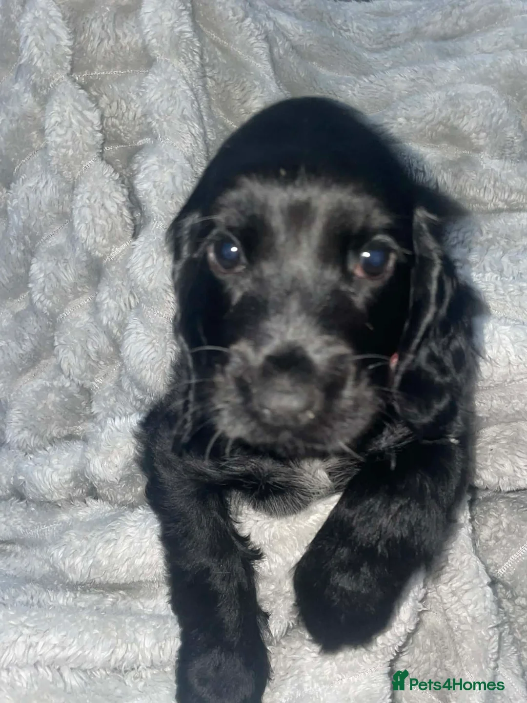 Cocker Spaniel dogs for sale: Show type cocker spaniel  in Carluke - Advert 7