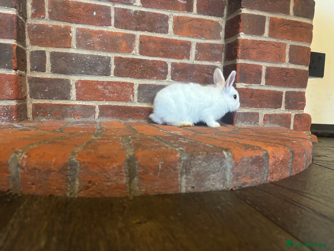 Mixed Breed rabbits for sale: Dwraf bunnies for sale  - Advert 12