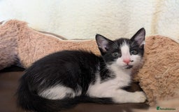 Oriental cats for sale: Orientals for sale  - Image 7