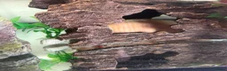 Other/Mixed Breed fish for sale: Axoloti fish  - Advert 2