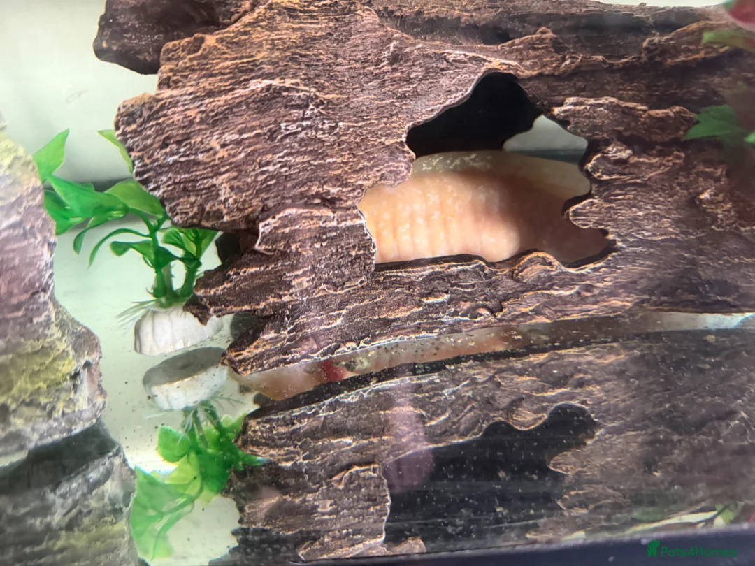 Other/Mixed Breed fish for sale: Axoloti fish  - Advert 2