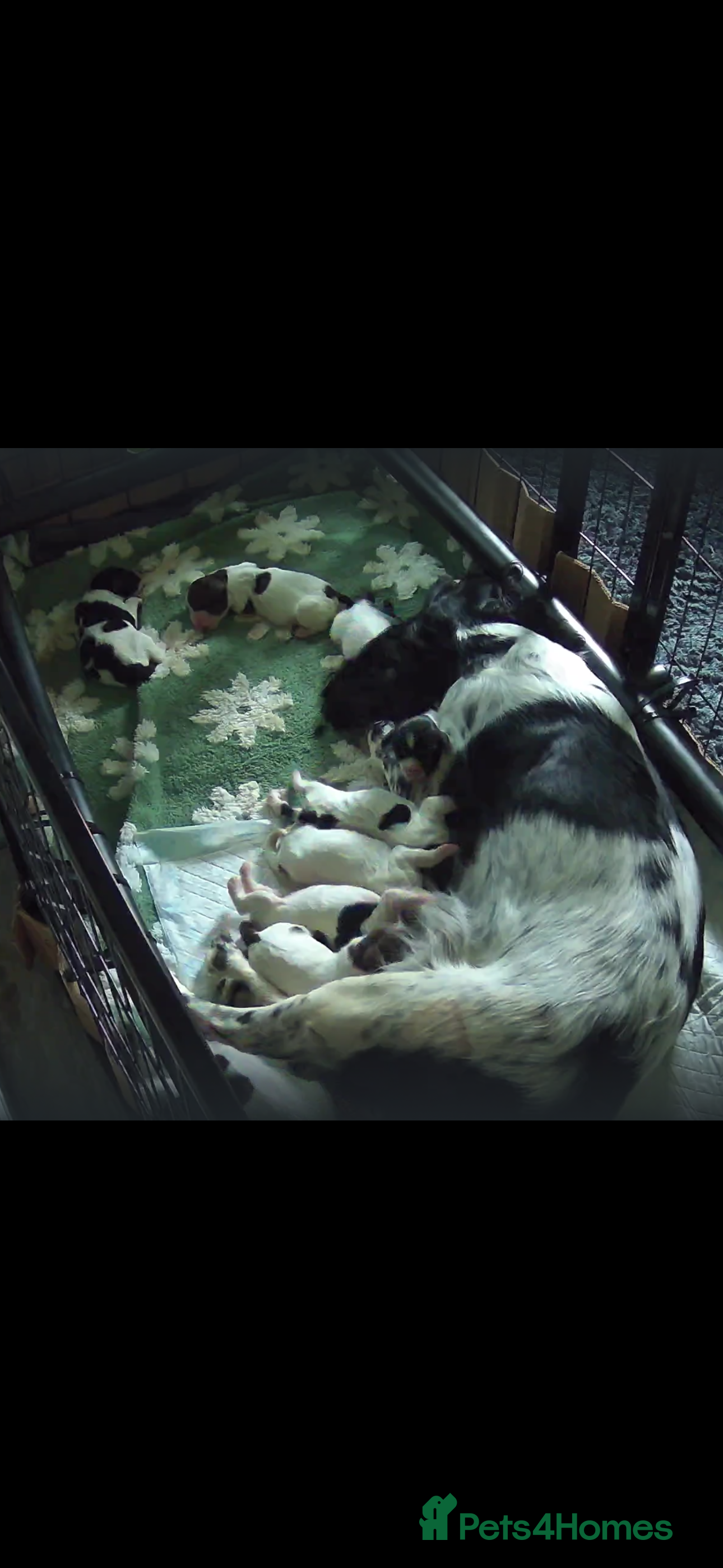 English Springer Spaniel dogs Beautiful litter 9 English Springer Spaniel pups - Advert 2