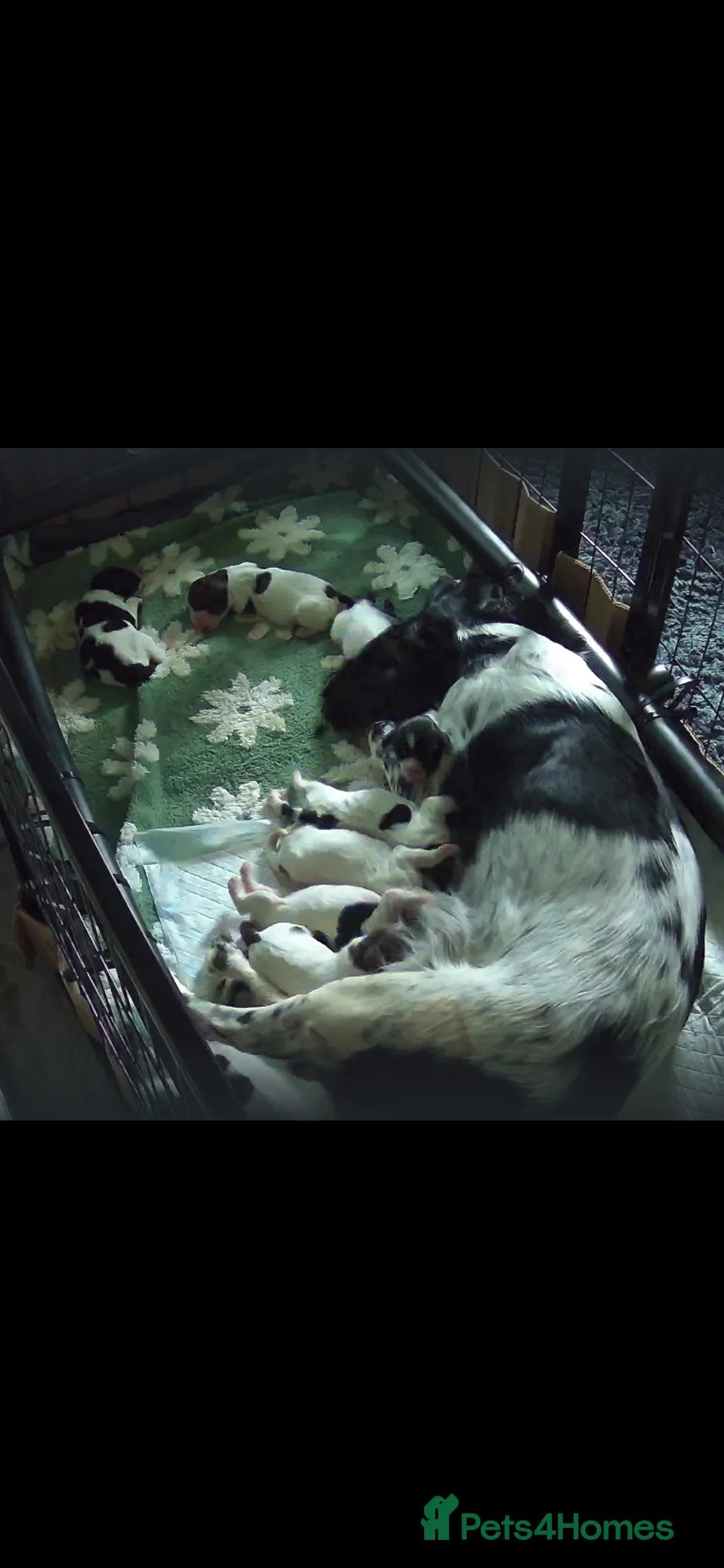 English Springer Spaniel dogs for sale: Beautiful litter 9 English Springer Spaniel pups - Advert 2