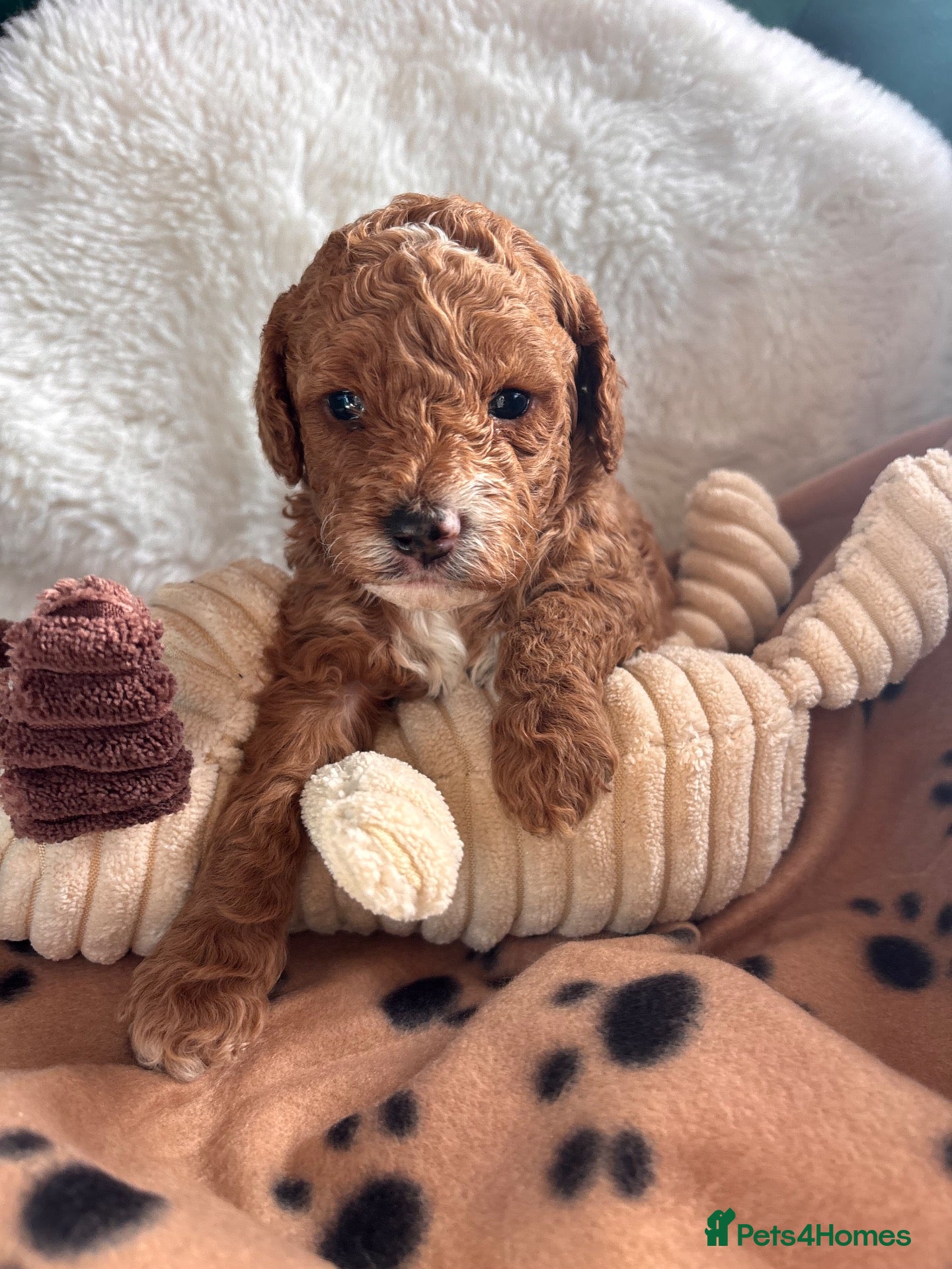 Cavapoo dogs for sale: A Gorgeous litter of Cavapoo puppies  - Advert 13