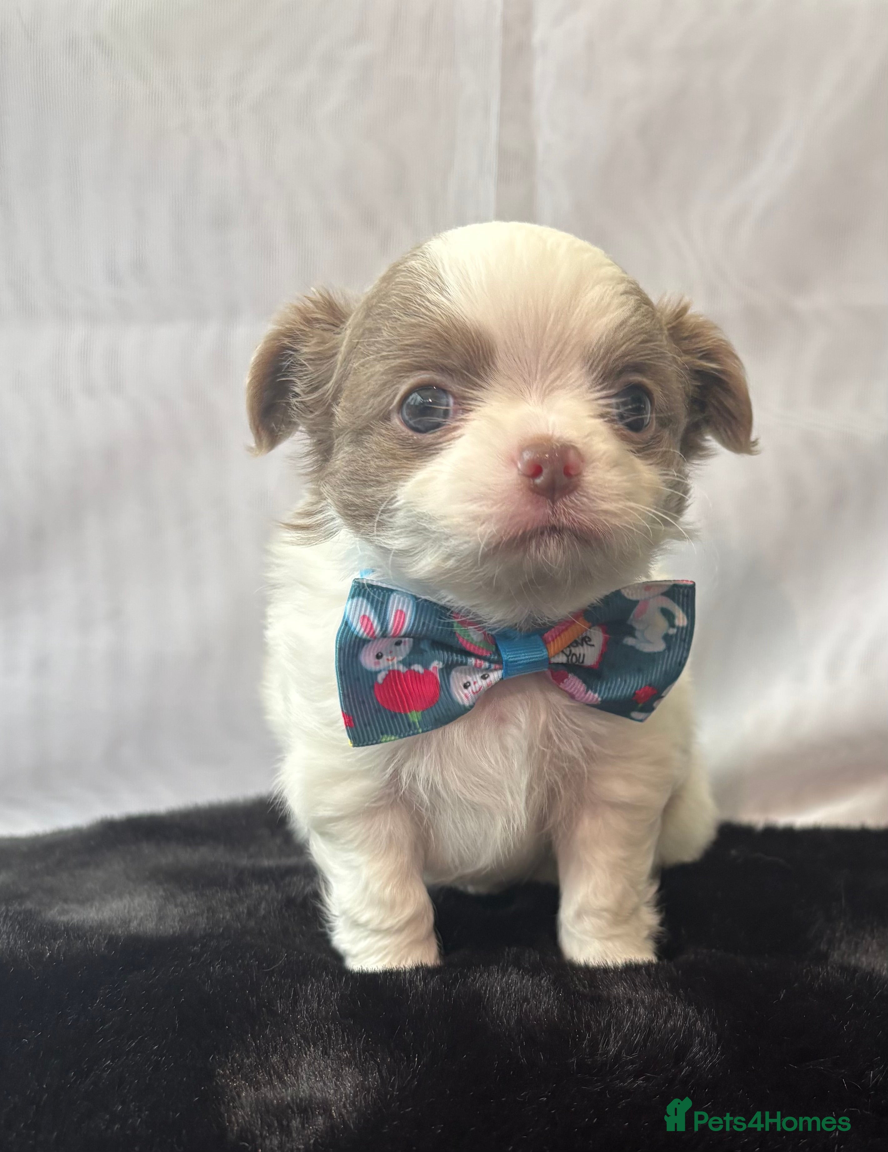 Chihuahua dogs KC registered gorgeous boys - Advert 1