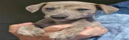 Whippet dogs for sale: Beautiful Whippet Puppies. - Advert 9