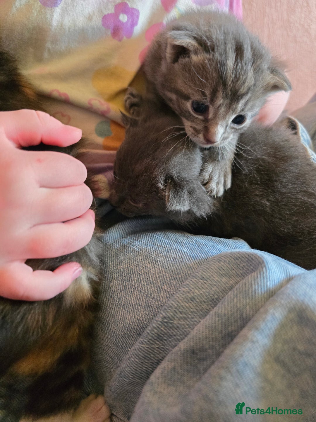 Mixed Breed cats for sale: British short haired mixed breed  - Image 3