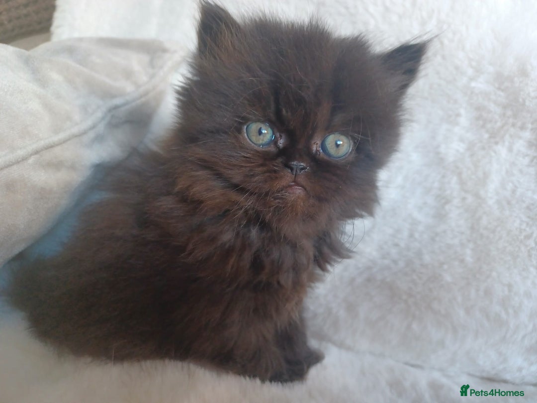 Persian cats for sale: Pure Persian Kittens - Image 5