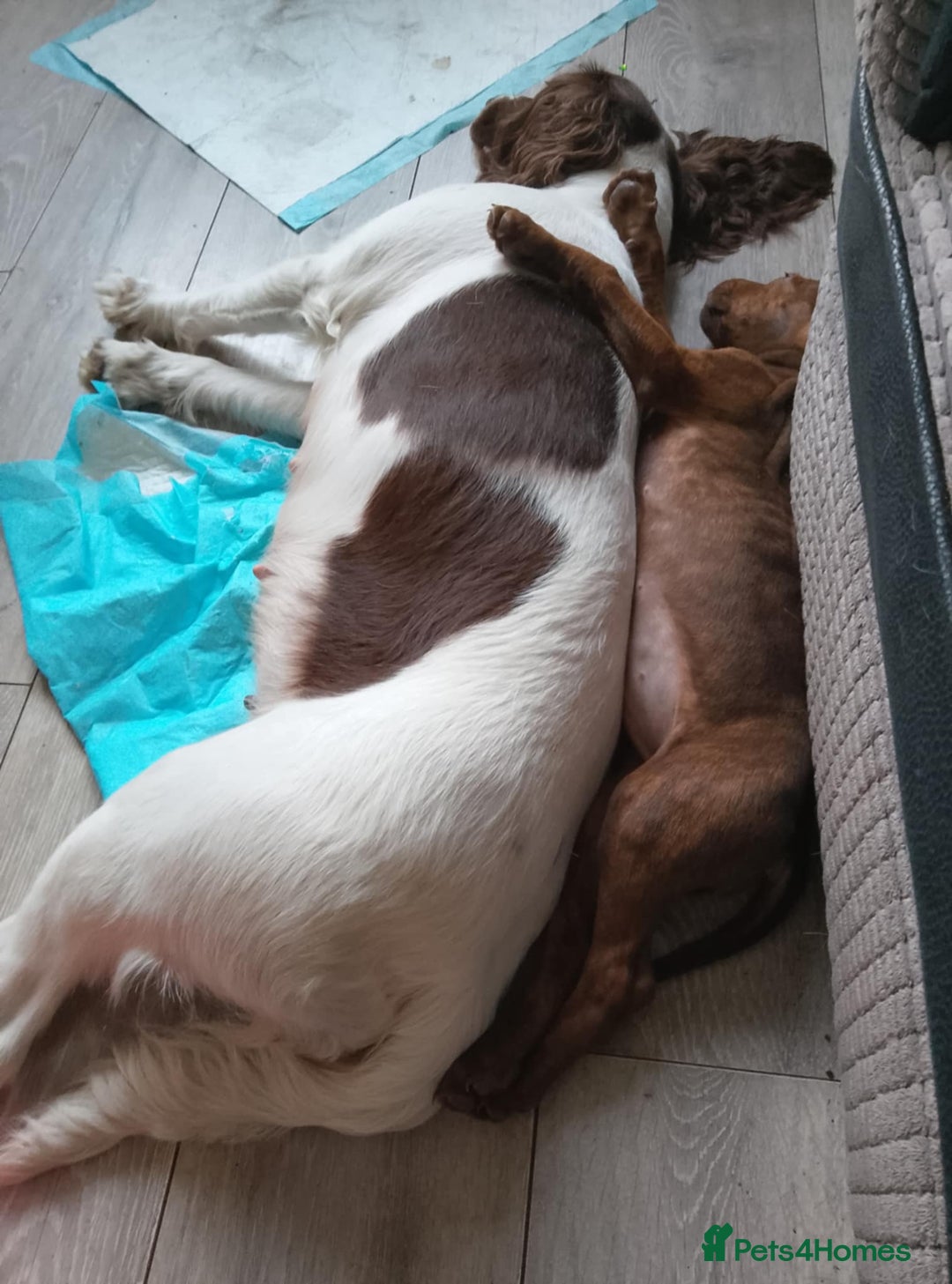 Mixed Breed dogs for sale: ESS X DACHSHUND LAST ONE NOW AVAILABLE  in Mexborough - Image 10