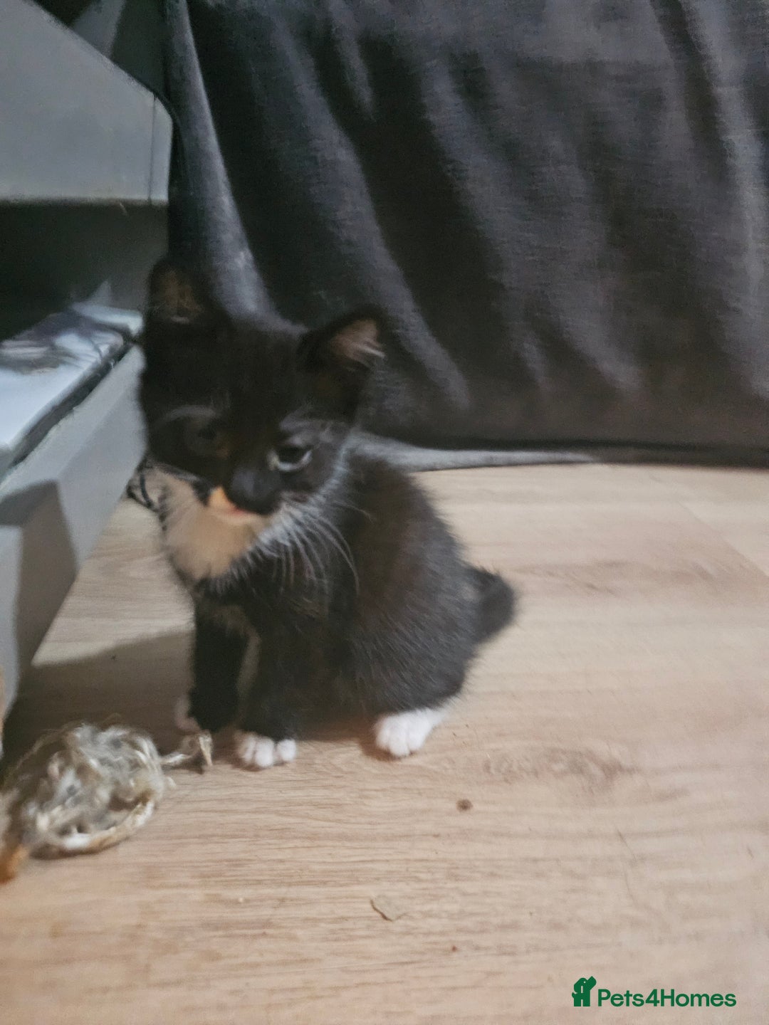 Mixed Breed cats for sale: Adorable kittens for sale - Advert 14