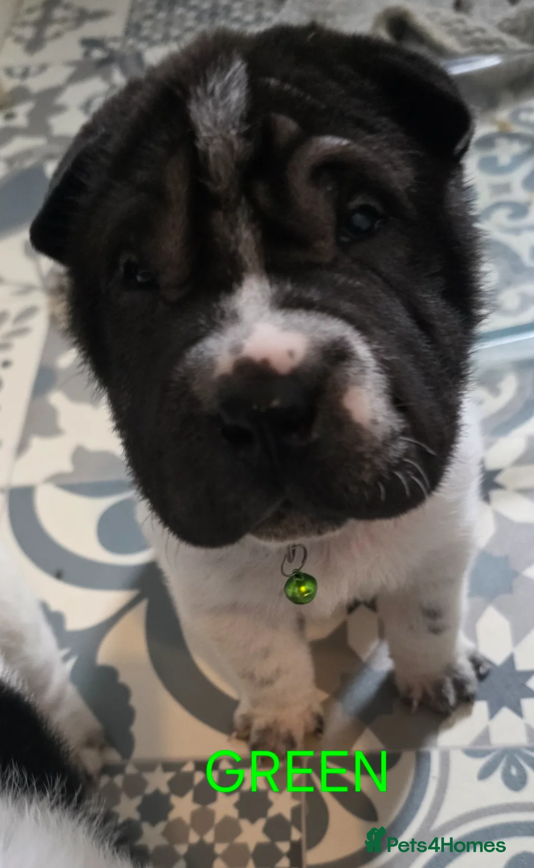 Shar Pei dogs for sale: Shar-pei Puppies - Advert 1