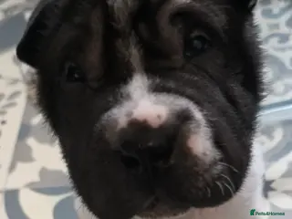 Shar Pei dogs Shar-pei Puppies - Advert 1