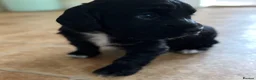 Cocker Spaniel dogs for sale: Cocker Spaniel puppy for sale in Inverness - Advert 4