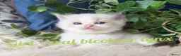 Ragdoll cats for sale: GCCF REGISTERED BEAUTIFUL RAGDOLLS KITTENS  - Advert 22