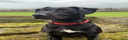 Mixed Breed dogs for adoption: Teddy - Advert 2