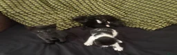 Mixed Breed cats for sale: Kittens, black and white - Advert 10
