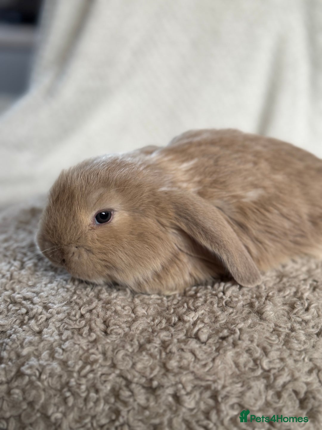 French Lop rabbits for sale: ❤️ Hand Raised French Lop Babies - Advert 6
