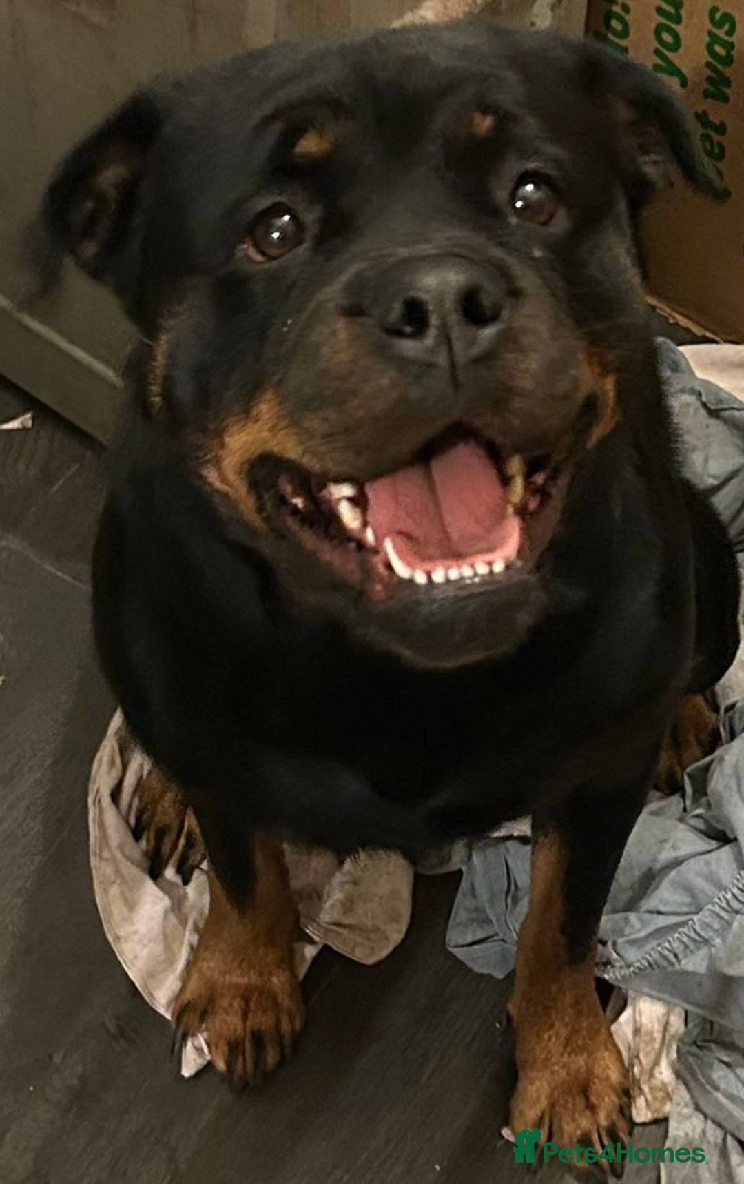 Rottweiler dogs for sale: Big and chunky kc Rottweiler puppy’s for sale  - Advert 3