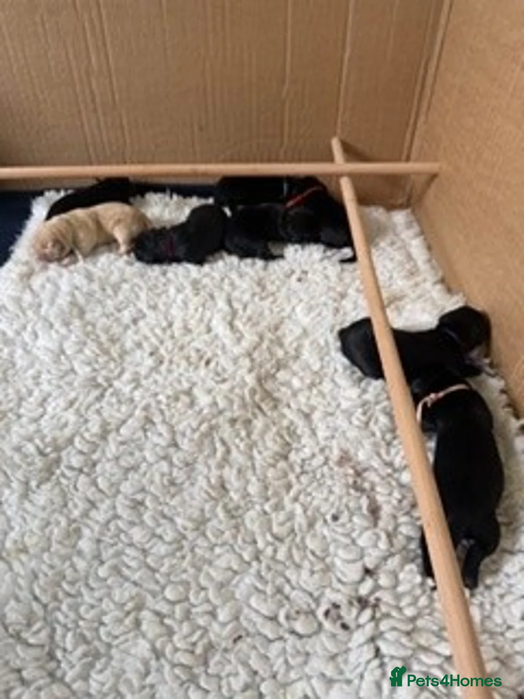 Labrador Retriever dogs for sale: Waiting List Now Open for Exceptional Litter - Advert 14