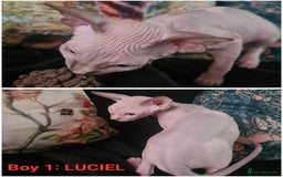 Sphynx cats for sale: Blue eyed Canadian Sphyn Kittens - Image 6