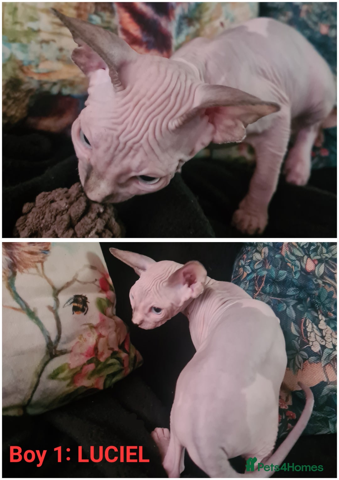 Sphynx cats for sale: Blue eyed Canadian Sphyn Kittens - Image 6