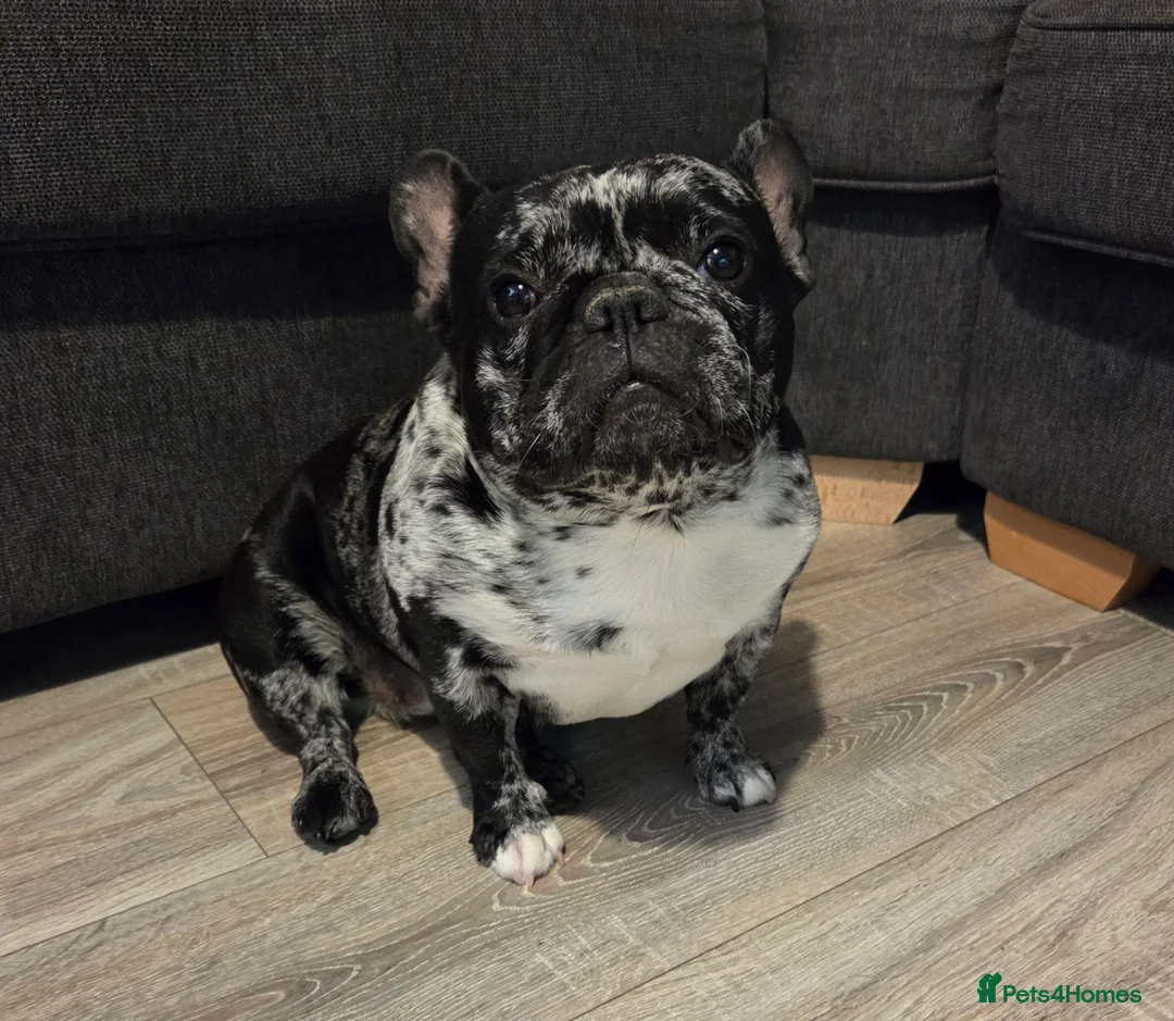 French Bulldog dogs for sale: Beautiful Merle French Bulldog - Advert 1