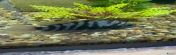 Cichlids fish for sale: Convict Cichlids  in Norwich - Advert 3