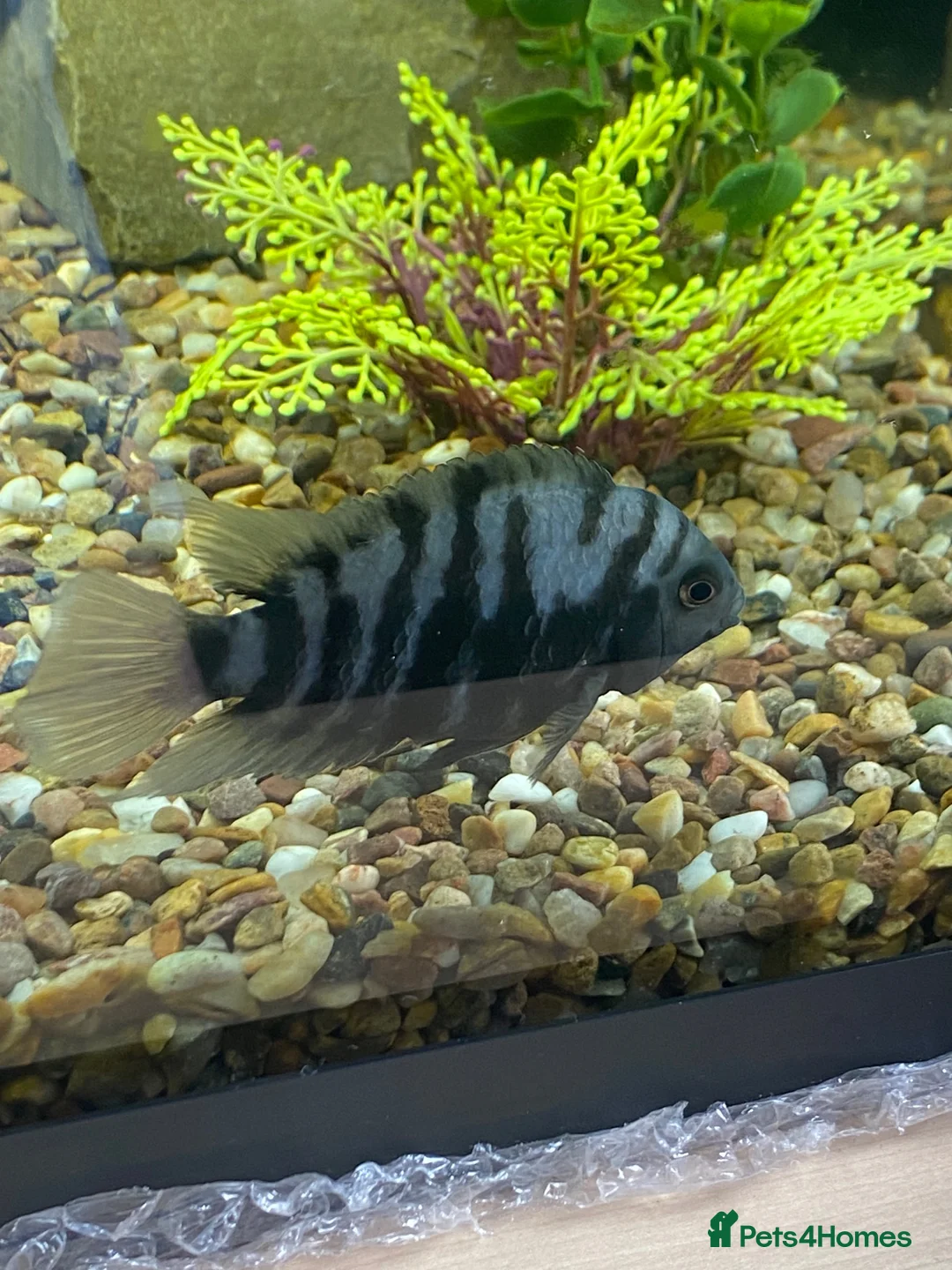 Cichlids fish for sale: Convict Cichlids  in Norwich - Advert 3
