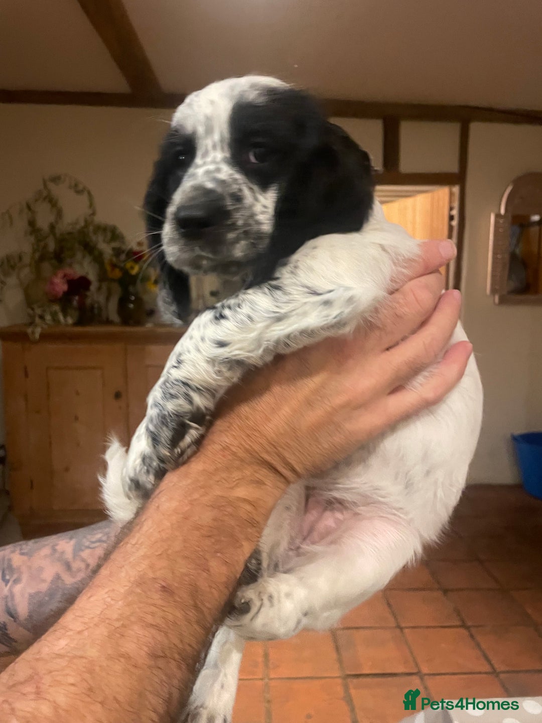 Cocker Spaniel dogs for sale: Stunning Working Cocker Spaniel puppy  - Advert 2