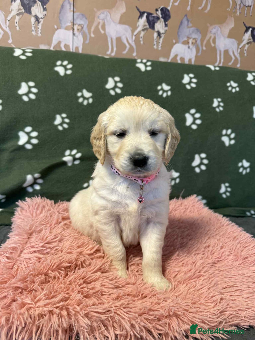 Golden Retriever dogs for sale: Stunning health tested Golden Retriever Puppies  - Advert 22