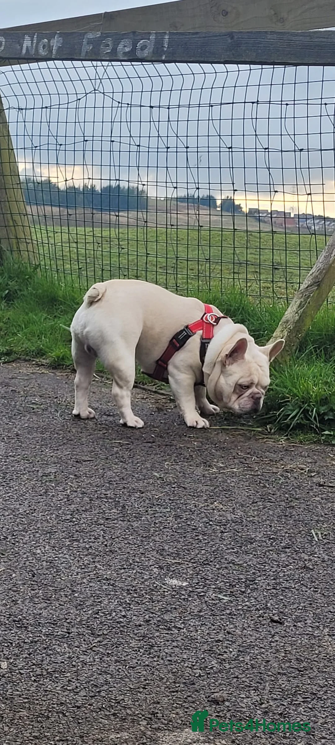 French Bulldog dogs for stud:  💥Amazing structure and quality! in Ebbw Vale - Advert 19