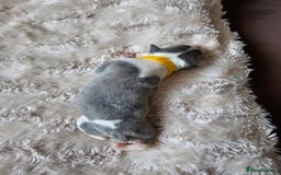 Whippet dogs for sale: Rare colours full pedigree KC Reg whippet pups  - Image 6