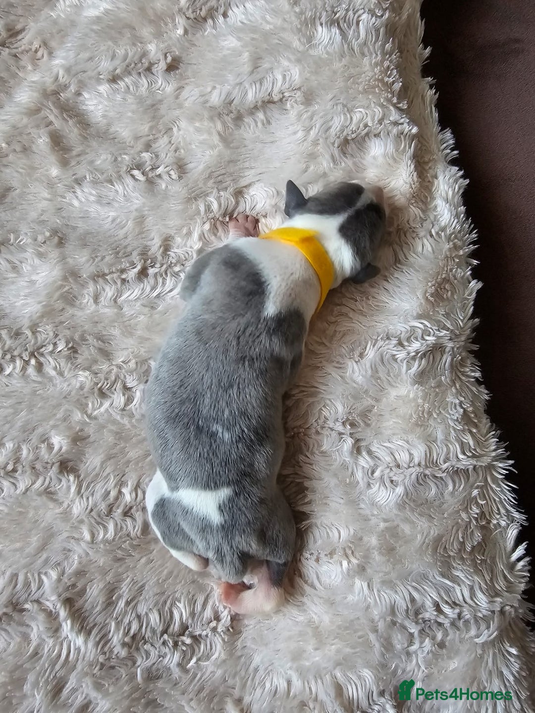 Whippet dogs for sale: Rare colours full pedigree KC Reg whippet pups  - Image 6