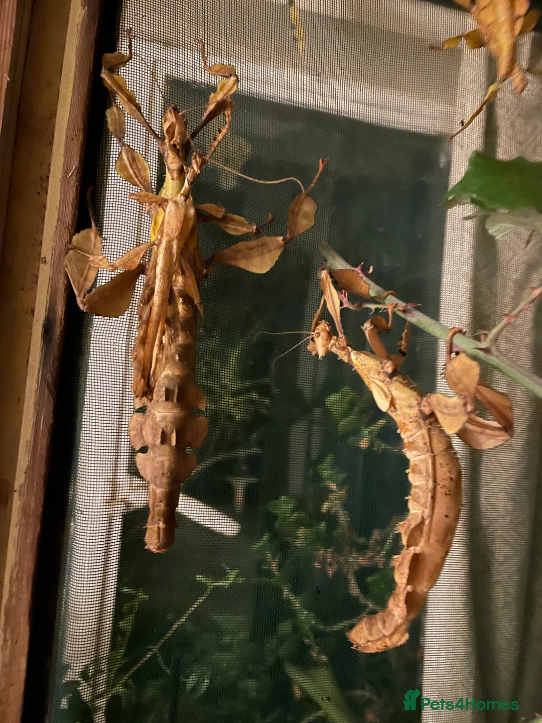Stick Insects invertebrates for sale: Macleays Spectre Stick insects for sale. - Advert 10