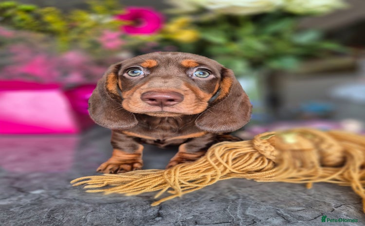 Dachshund dogs - Advert 1