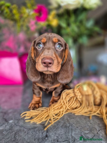 Dachshund dogs - Advert 10