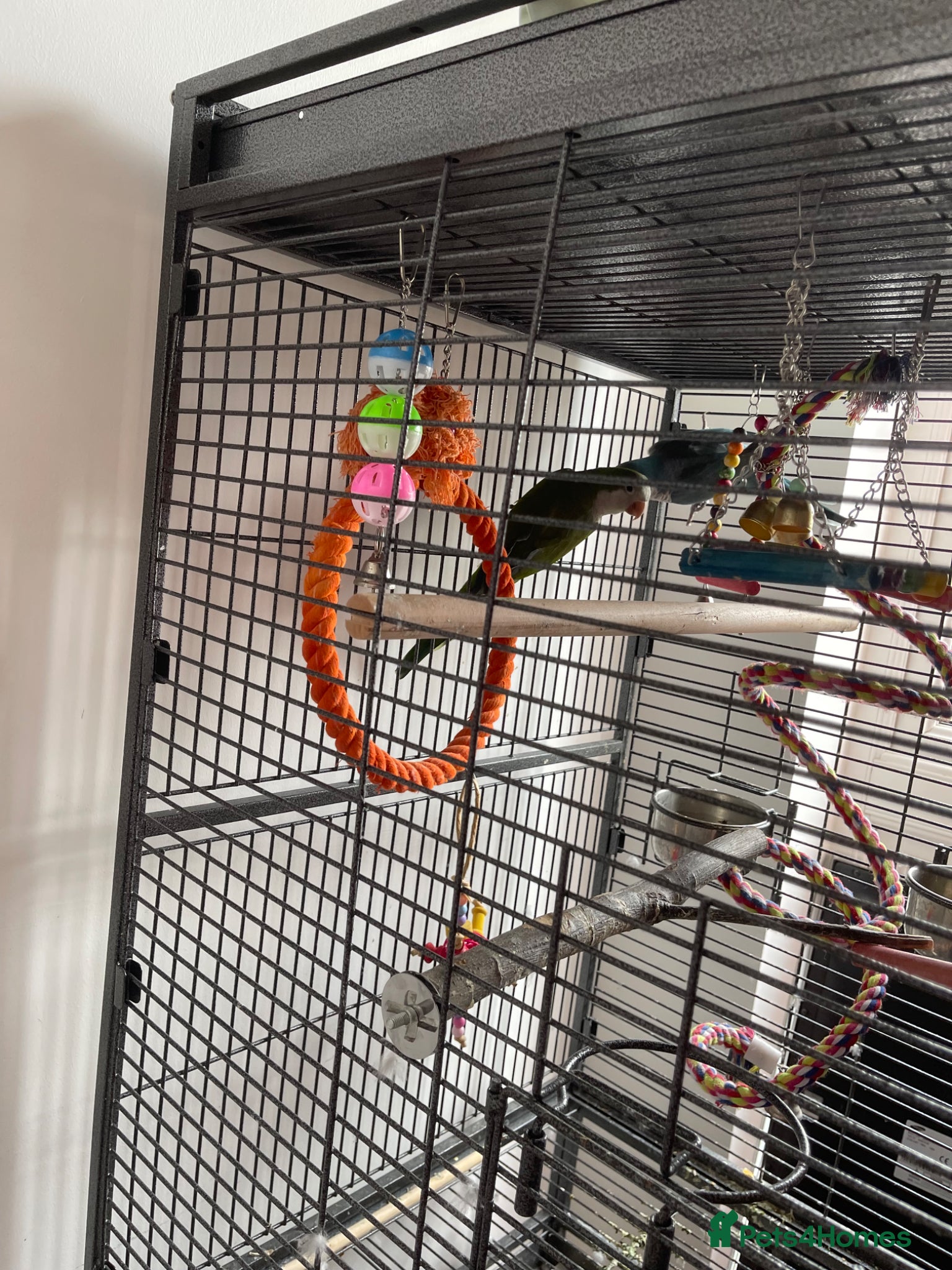 Parrots birds for sale: 2 7months old quacker parrot  in Croydon - Advert 2