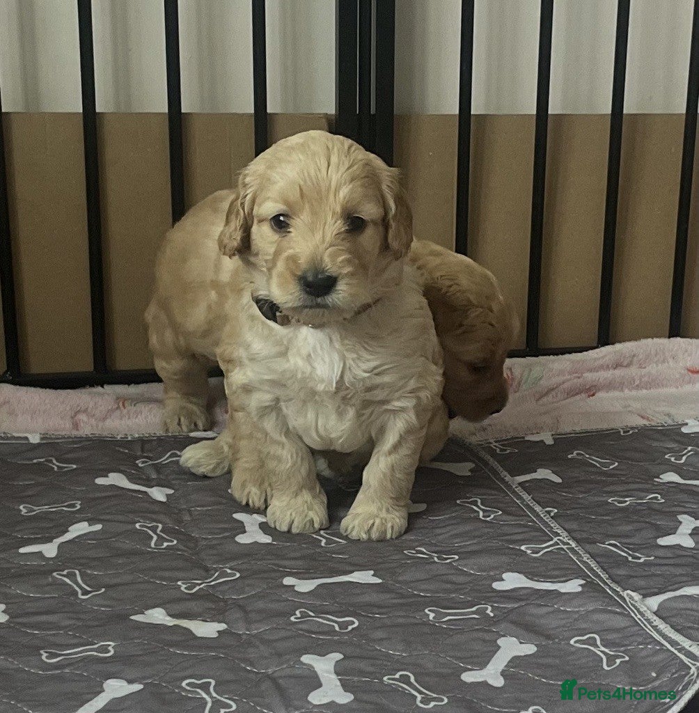 Double Doodle dogs Double Doodles Last boy available  - Advert 1