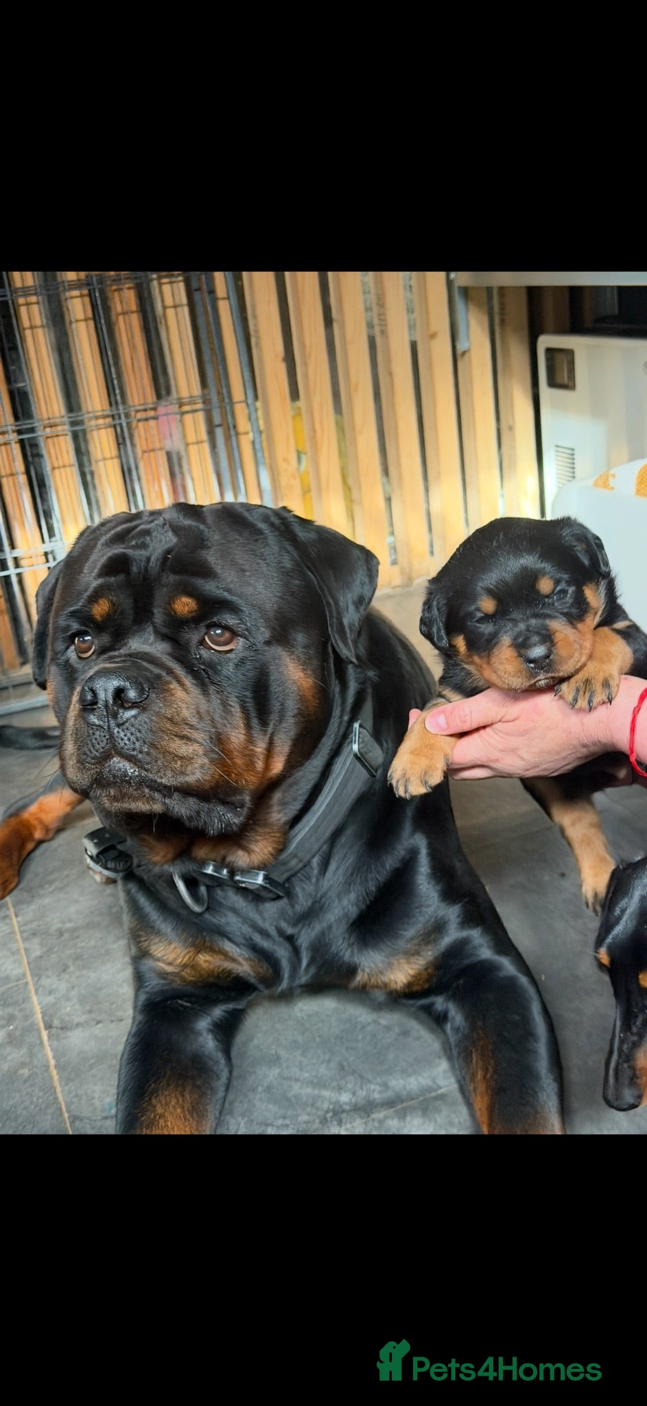 Rottweiler dogs Rottweiler Puppies - Advert 2