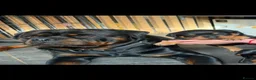 Rottweiler dogs for sale: Rottweiler Puppies - Advert 1