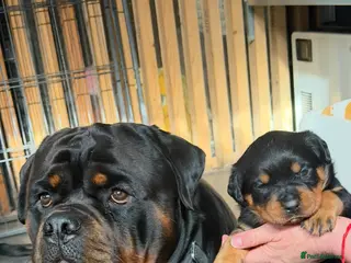 Rottweiler dogs Rottweiler Puppies - Advert 2