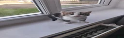 British Shorthair cats for sale:  Shorthair cross kittens - Advert 8